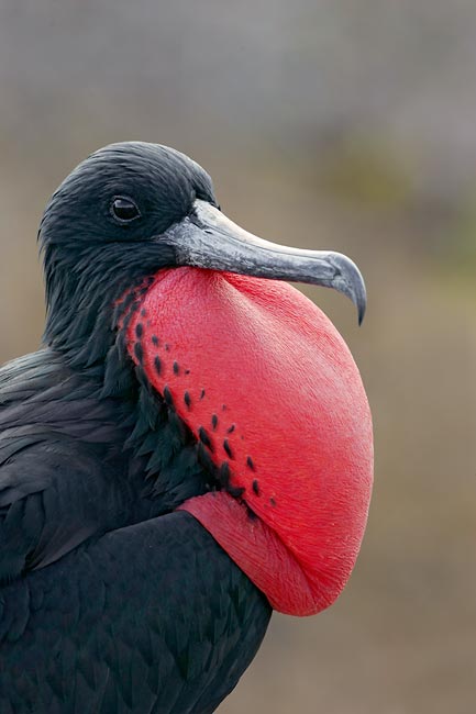 A magnificent frigatebird showing us his good side